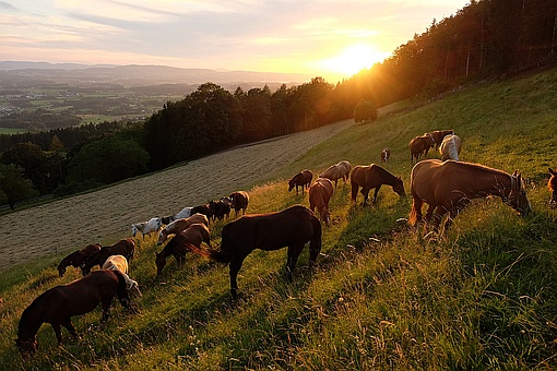 Pferde auf der Weide bei Sonnenuntergang