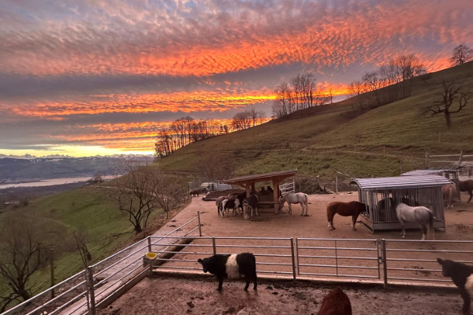 Auslauf mit Futterstellen und angrenzendem Paddock Trail
