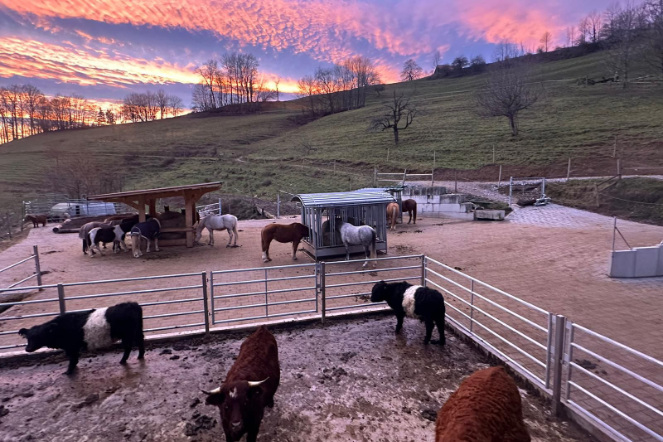 Auslauf im Abendlicht