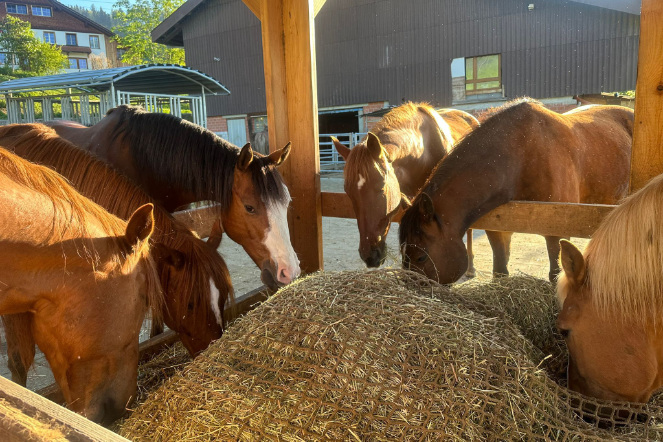 Pferde fressen an einer Heuraufe