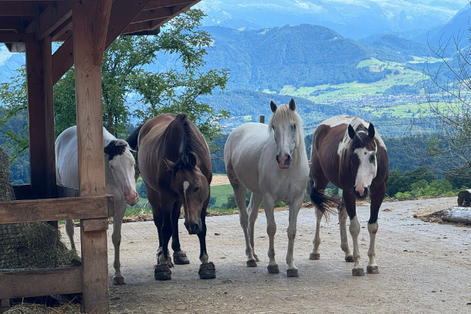 Vier Pferde im Auslauf