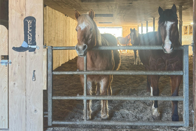 Pferde warten am Tor des Stalls