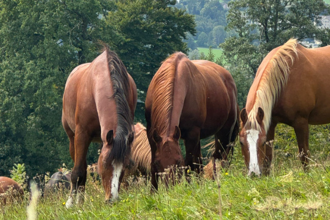Pferde auf der Weide