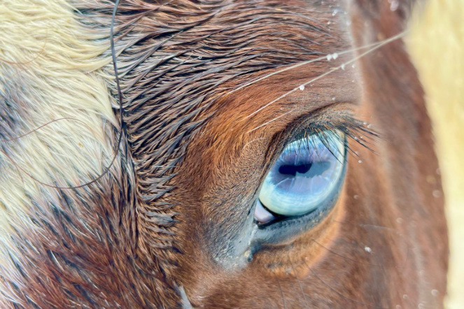 Blaues Auge eines Pferdes