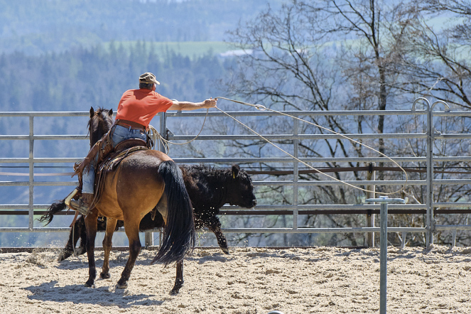 Markus Zürcher auf dem Pferd wirft mit dem Lasso