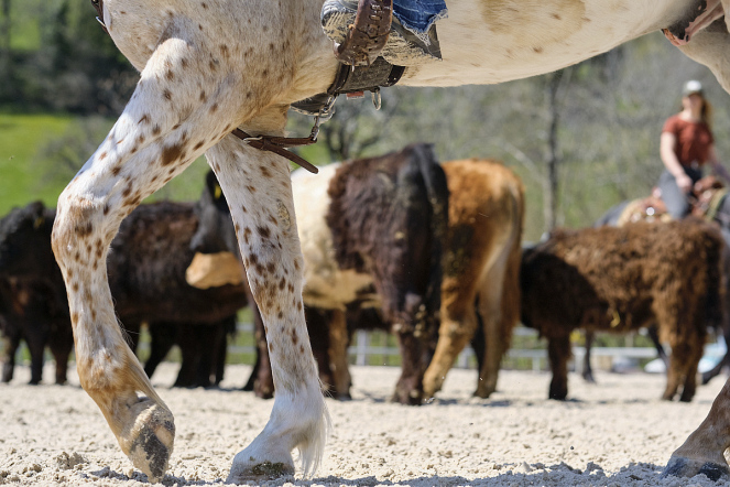 Pferde reiten um Rinder