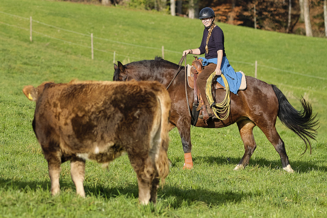 Cow Work auf der Weide