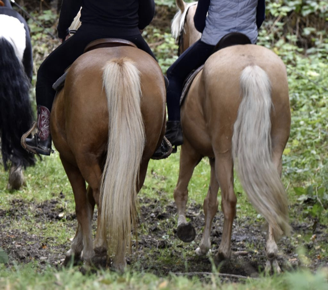 Reitunterricht im Gelände