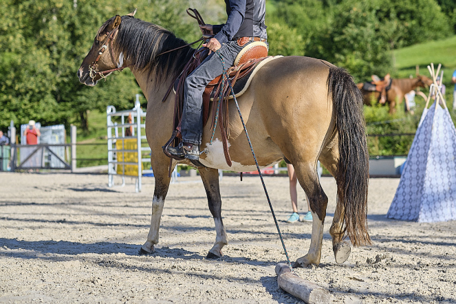Abwechslungsreicher Reitunterricht für Pferd und Reiter: Pferd zieht Holz